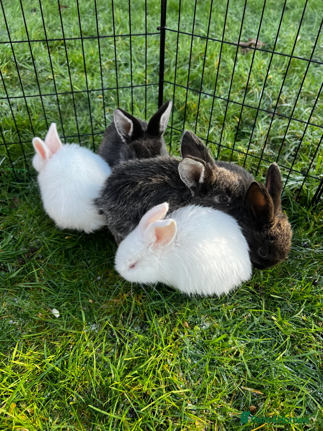 Mixed Breed rabbits for sale: Rabbits for sale in Walsall - Advert 10