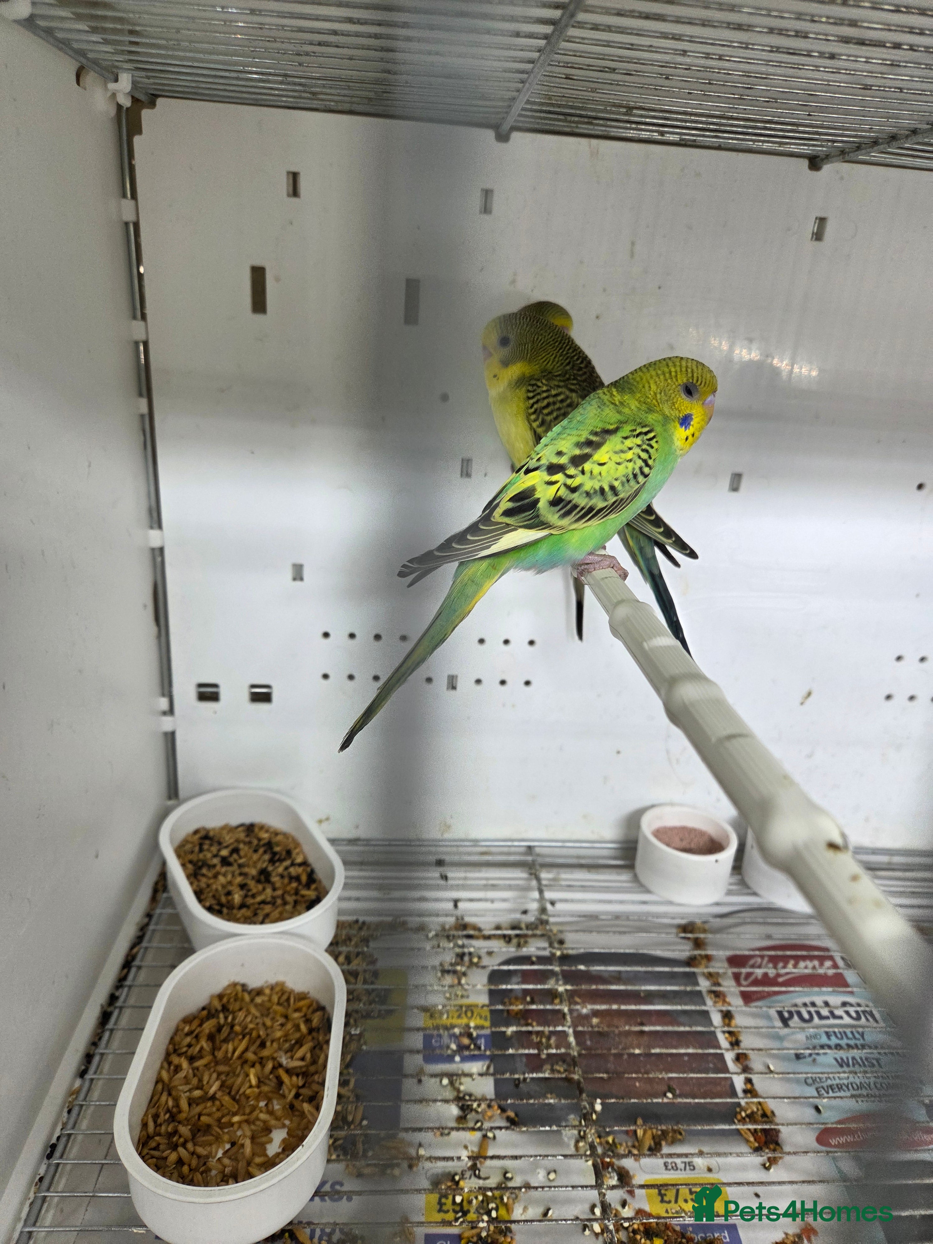 Budgerigars birds Budgies and conures black wing - Advert 4