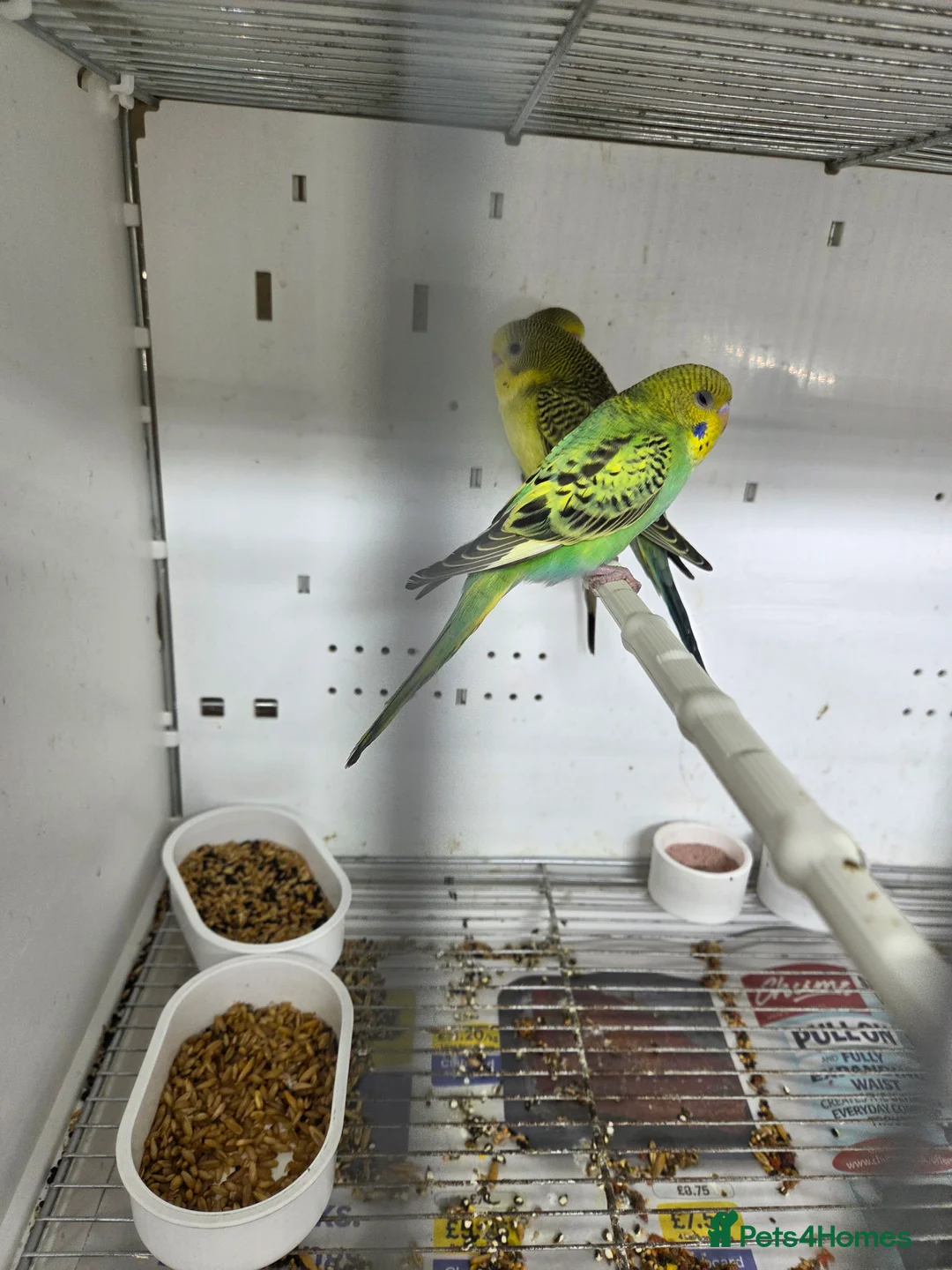 Budgerigars birds for sale: Budgies  - Advert 2