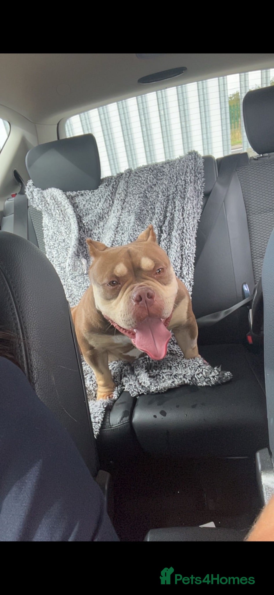 American Bully dogs for sale: Exotic/Pocket Bully's - Advert 1