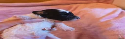 Toy Poodle dogs for sale: 🐩 Gorgeous Toy Poodle pups 🐩  - Advert 7