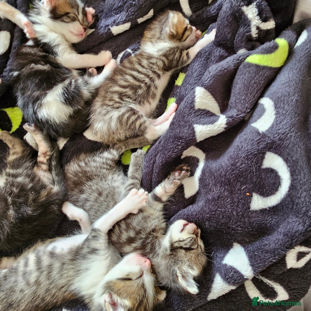 Domestic Shorthair cats for sale: 4 Gorgeous Kittens  - Image 3