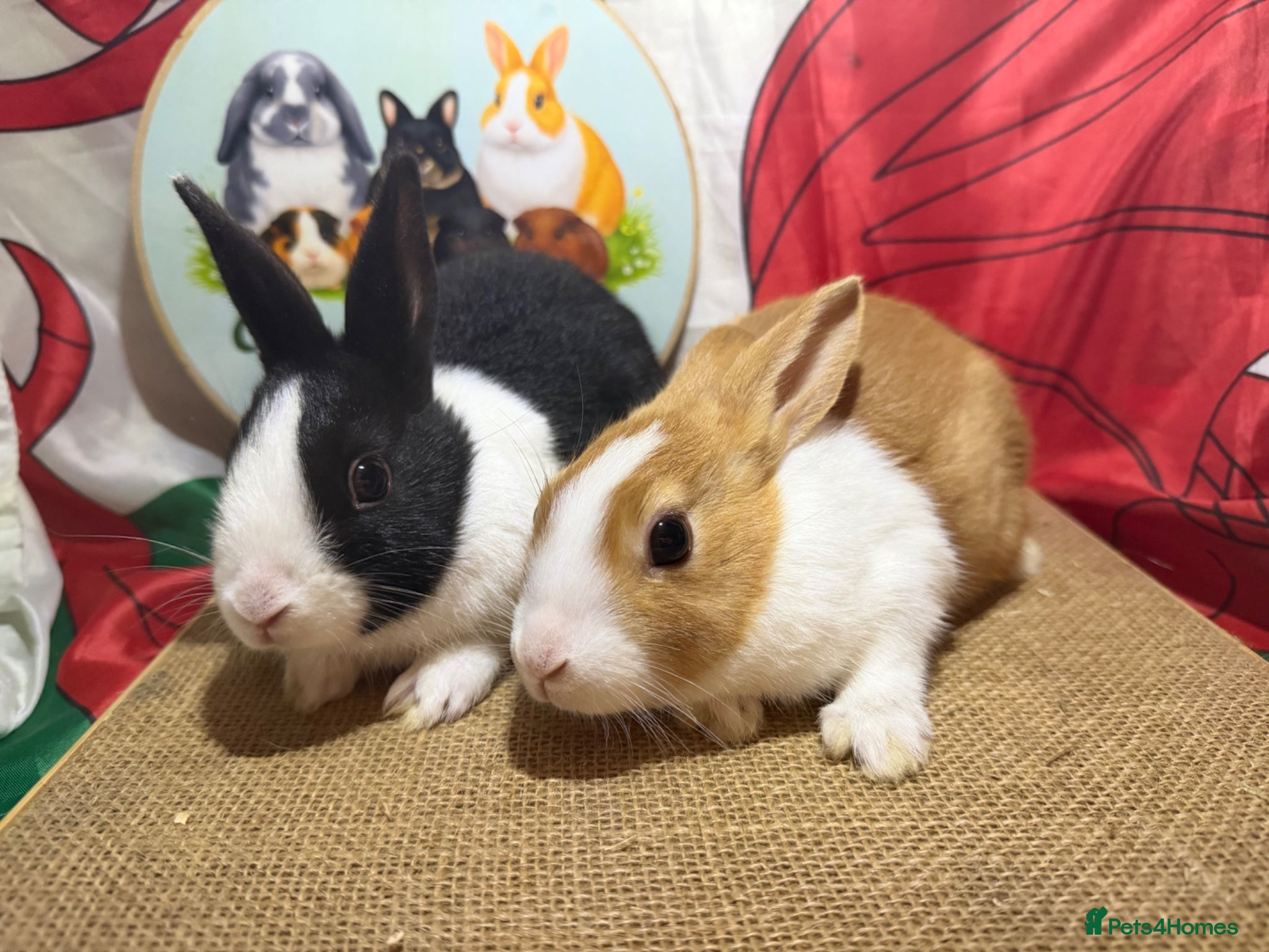 Dutch rabbits for sale: Gorgeous Dutch rabbits ready to reserve.  - Advert 2