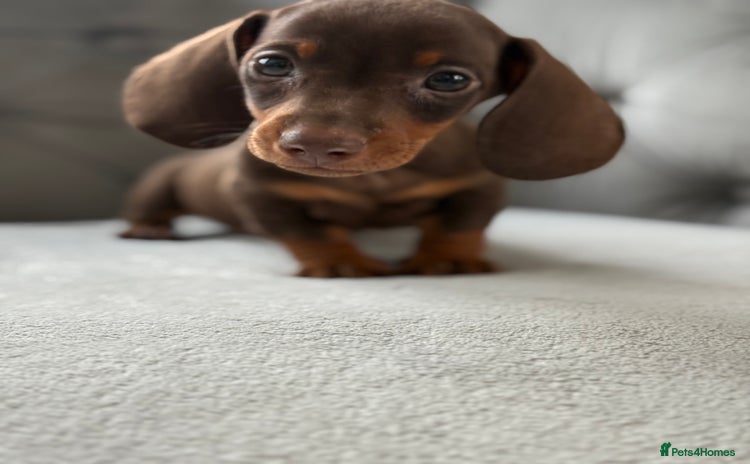 Miniature Dachshund dogs - Advert 6