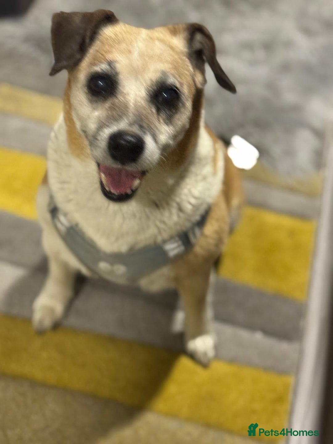 Mixed Breed dogs for adoption: Sweetheart Folti needs her home - Advert 3