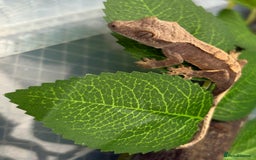 Gecko reptiles for sale: Crested geckos for sale🦎 - Image 3
