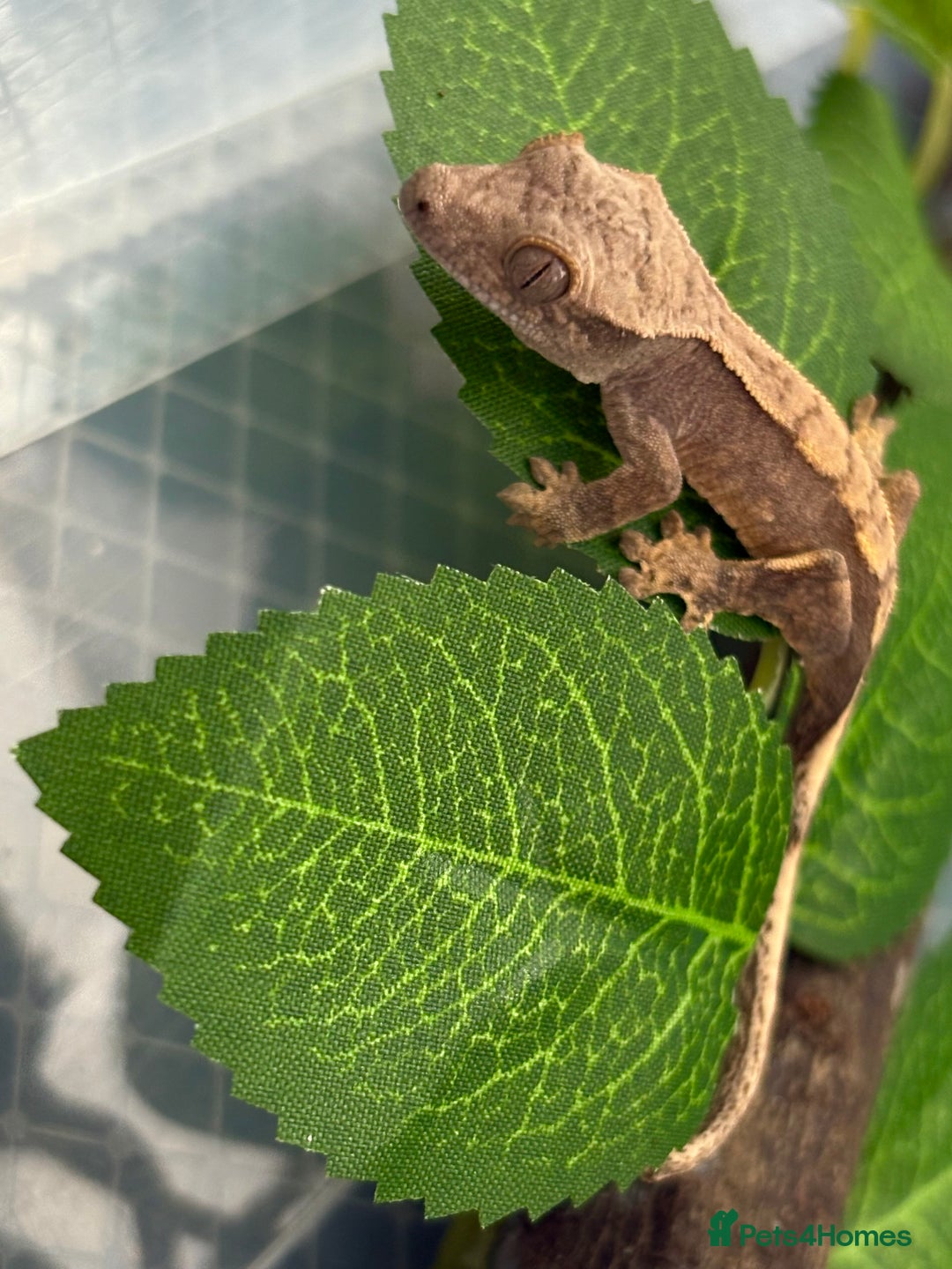 Gecko reptiles for sale: Crested geckos for sale🦎 - Image 3