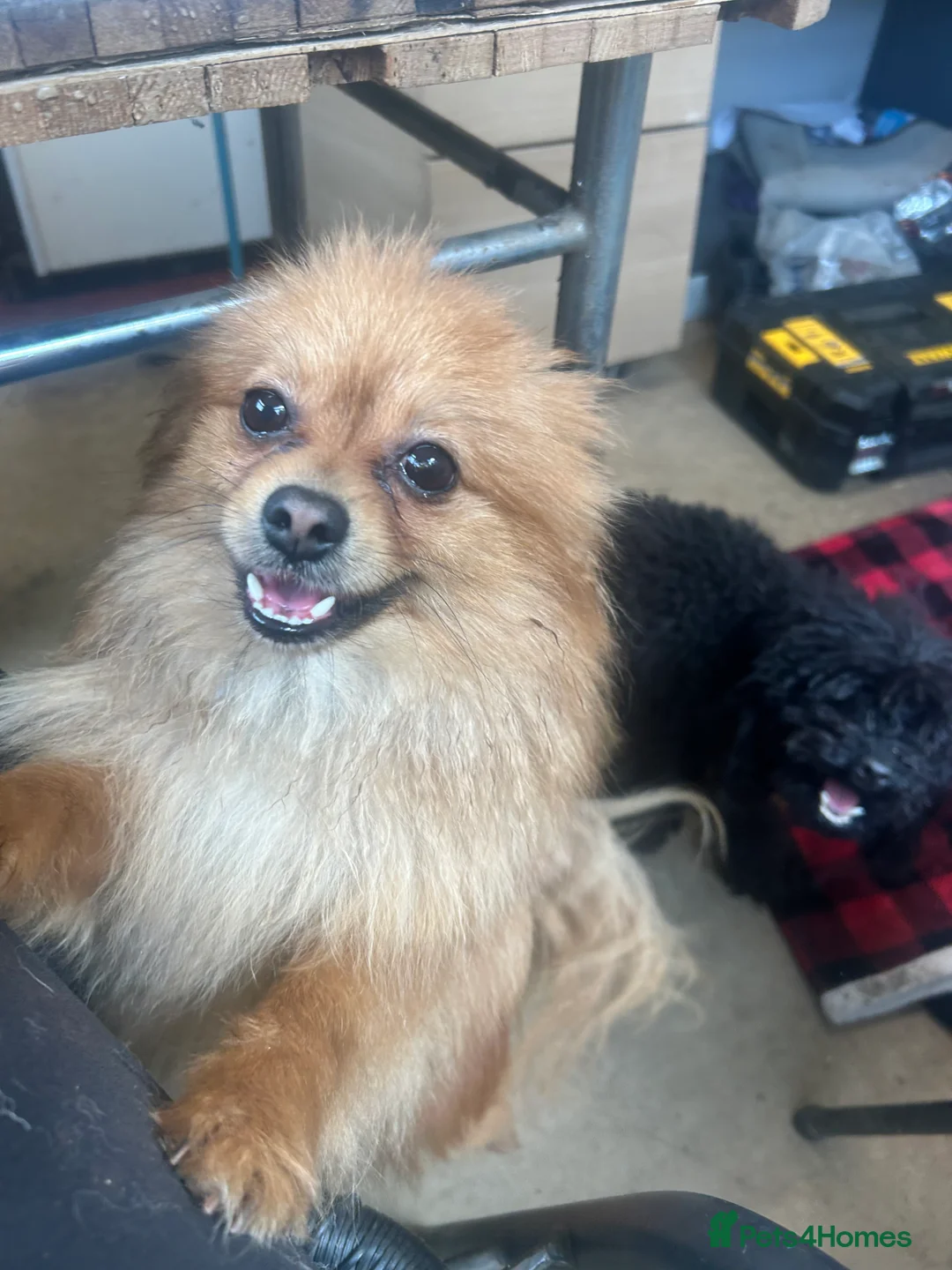 Mixed Breed dogs for sale: Gorgeous Pomeranian  - Advert 4