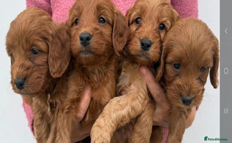 Cockapoo dogs - Advert 14