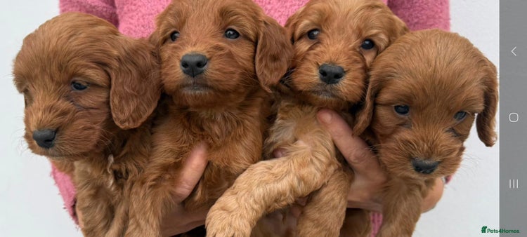 Cockapoo dogs - Advert 12