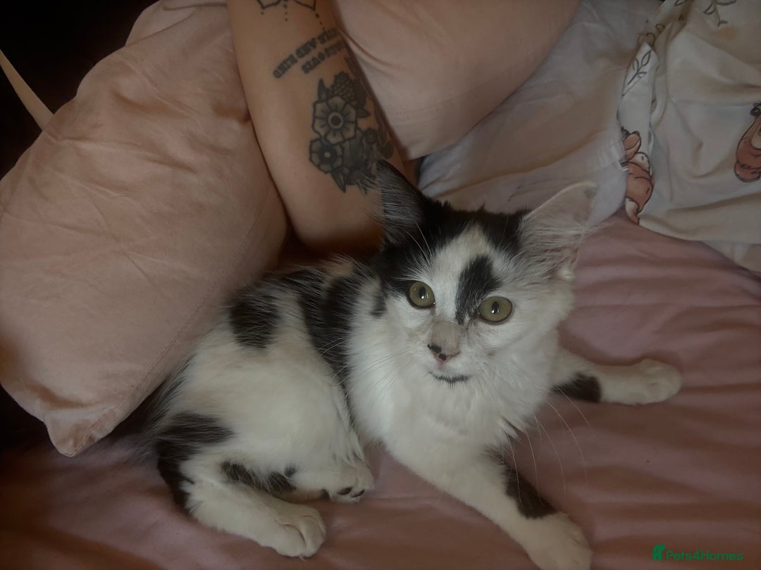 Mixed Breed cats for sale: Female Kitten - Image 1