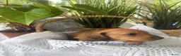 Miniature Dachshund dogs for sale: Miniature short-haired Dachshund in Bury Saint Edmunds - Advert 4