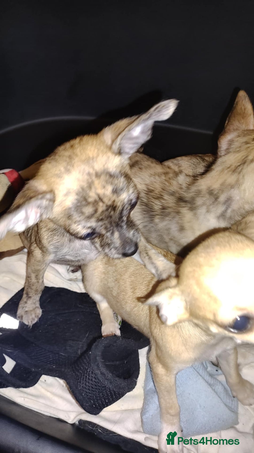 Chihuahua dogs for sale: Beautiful puppies ready for forever homes  - Advert 3
