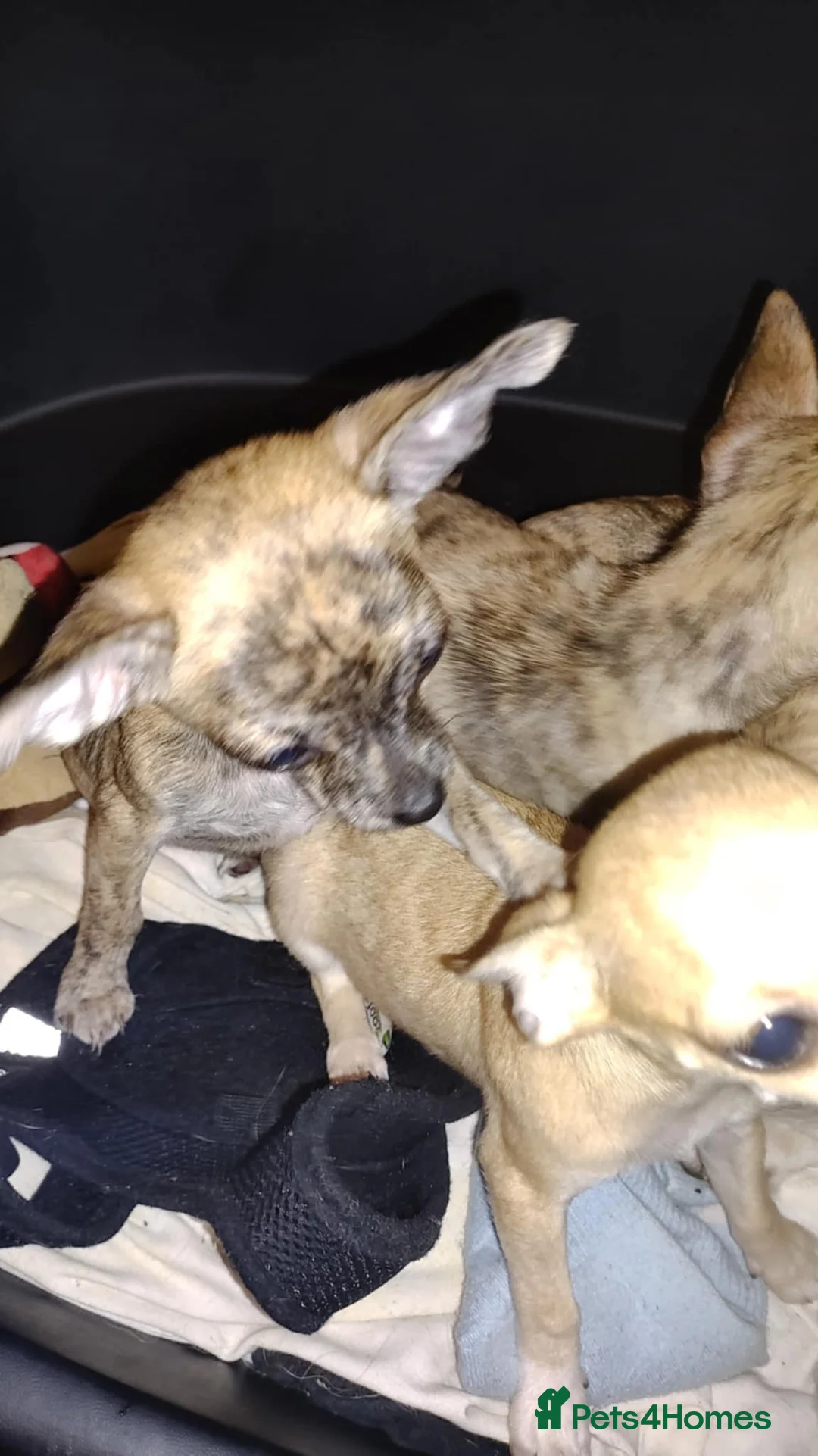 Chihuahua dogs for sale: Beautiful puppies ready for forever homes  - Advert 3
