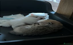 Pomeranian dogs for sale: Kc Registered Pomeranian Pups - Image 20