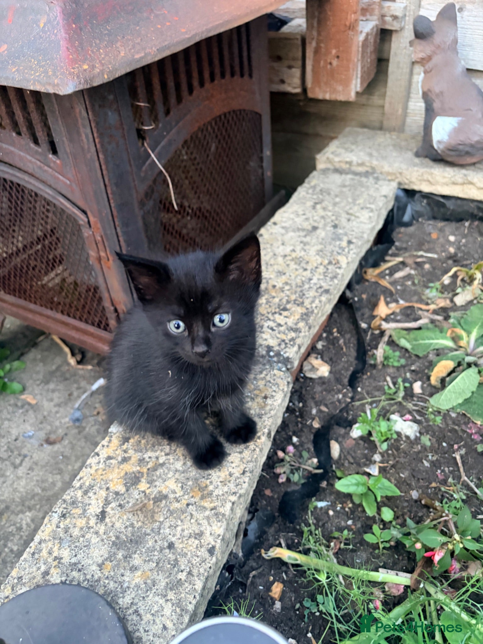 Mixed Breed cats Gorgeous fluffy kittens - Advert 6