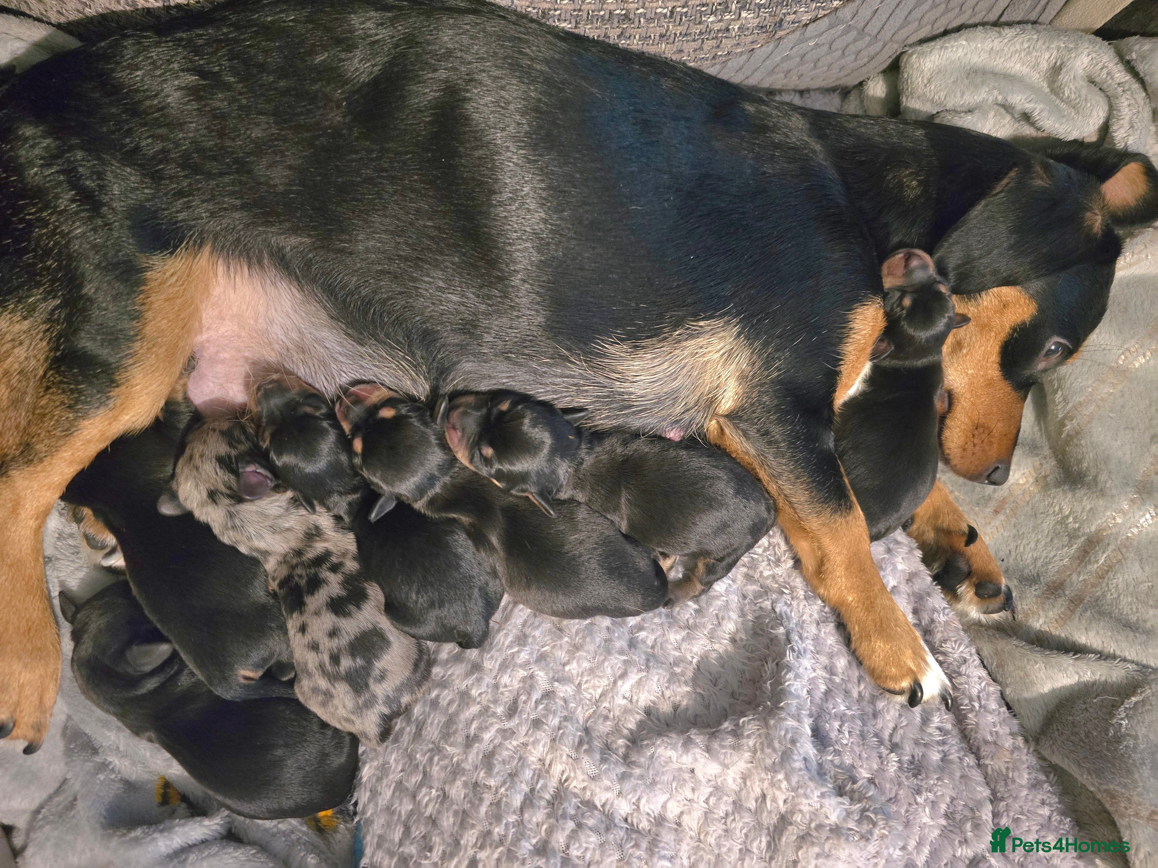 Jackshund dogs Gorgeous mini Jackshund puppies - Advert 1