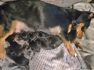 Jackshund dogs Gorgeous mini Jackshund puppies - Advert 1