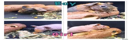 Guinea Pig rodents for sale: Boy & Girl Skinny Pig - Ready Now in Caterham - Advert 1