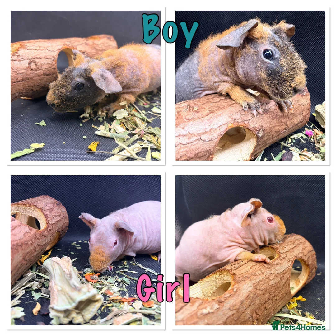 Guinea Pig rodents for sale: Boy & Girl Skinny Pig - Ready Now in Caterham - Advert 1