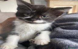 Mixed Breed cats for sale: Kittens for sale - Harrogate - Image 2
