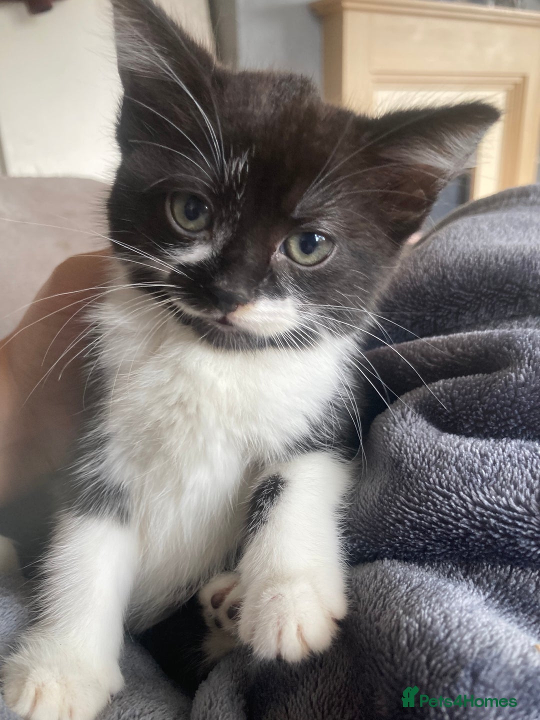 Mixed Breed cats for sale: Kittens for sale - Harrogate - Image 2