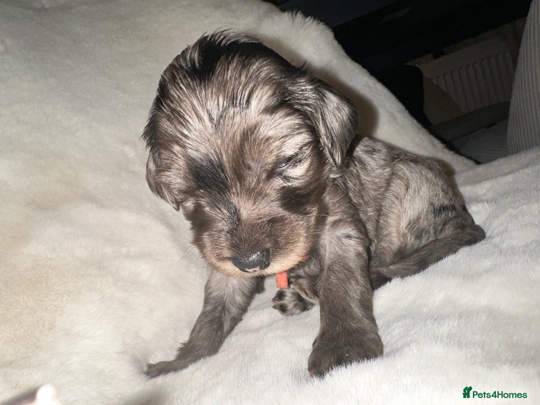 Cockapoo dogs for sale: Stunning cockapoos - Advert 4