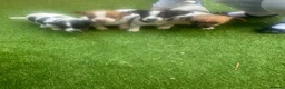 Jack Russell dogs for sale: Gorgeous Jack Russell Puppies For Sale – Ready Now - Advert 3
