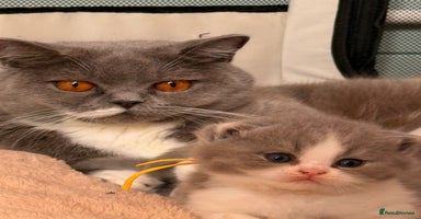 British Shorthair cats - Advert 3