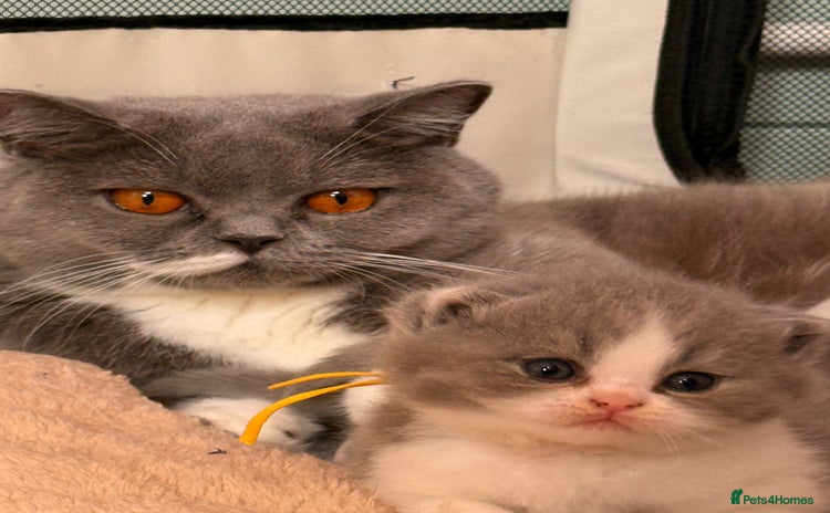 British Shorthair cats - Advert 1