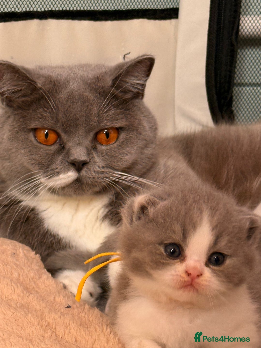 British Shorthair cats for sale: British short hair kittens for sale  - Image 1