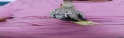 Cockatiels birds for sale: Maggie  in Oldbury - Advert 7