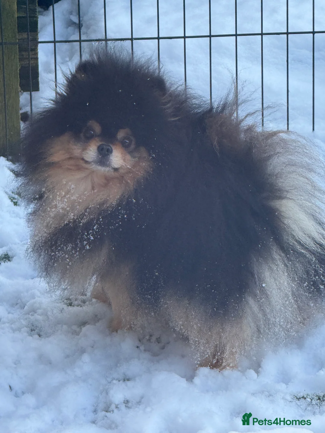 Pomeranian dogs for stud: Black and Tan super coat boy for stud - Advert 4