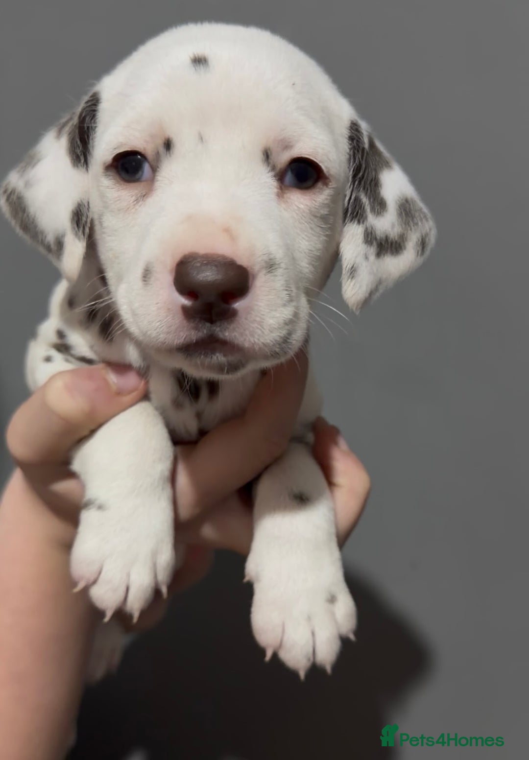 Dalmatian dogs for sale: Beautiful Dalmatian Puppies - Advert 8