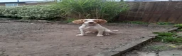 Cocker Spaniel dogs for sale: Beautiful apricot roan cocker spaniel  - Advert 5