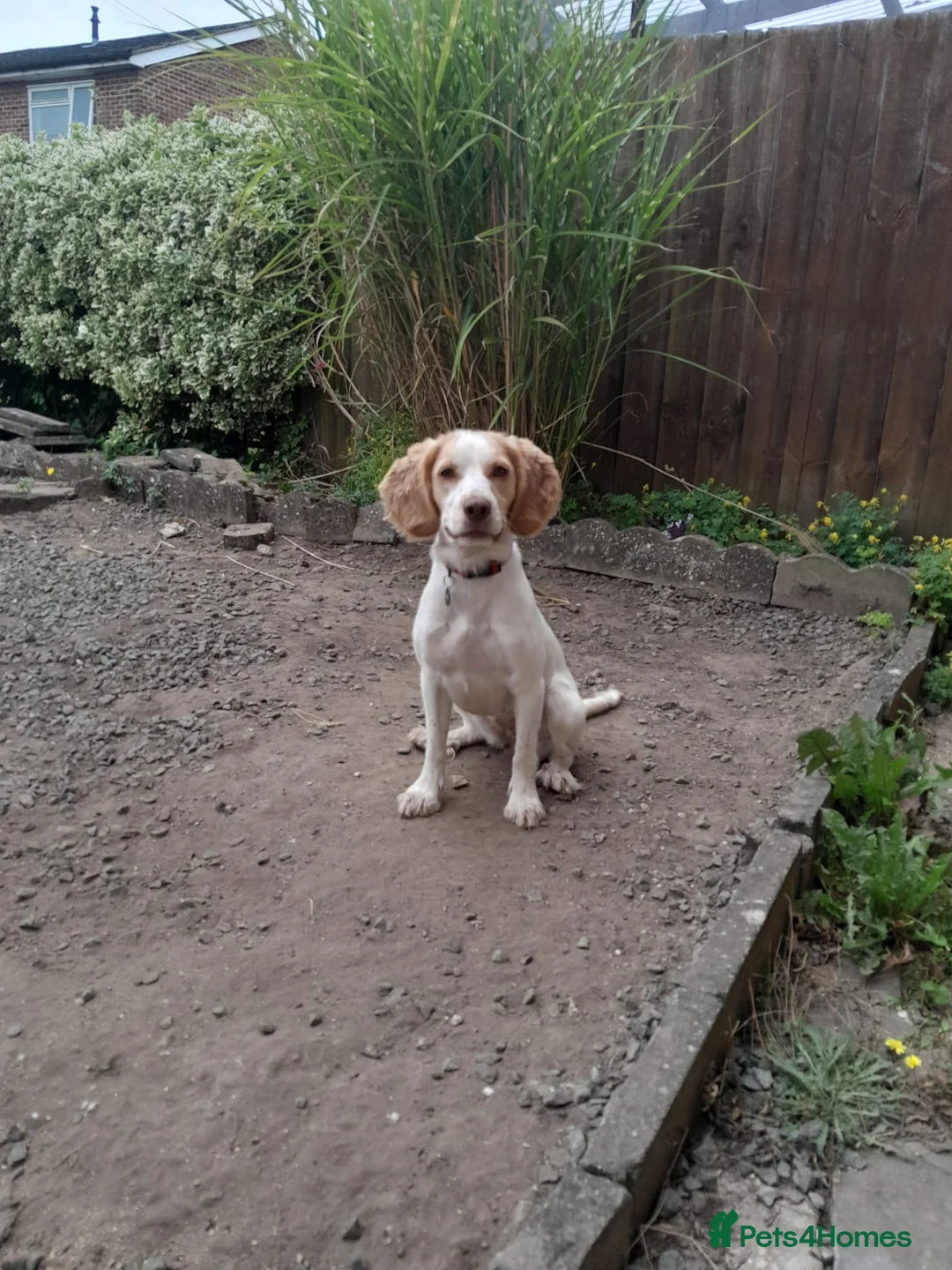 Cocker Spaniel dogs for sale: Beautiful apricot roan cocker spaniel  - Advert 5