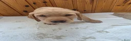 Mixed Breed dogs for sale: ALL REHOMED Vizslador Puppies  - Advert 30
