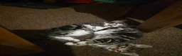 Mixed Breed cats for sale: Tabby Kittens Looking  for Their Forever Homes  - Advert 11