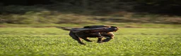 Labrador Retriever dogs for sale: Beautiful KC Chocolate Labs - Advert 6