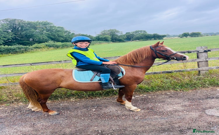 Welsh Section A horses - Advert 1