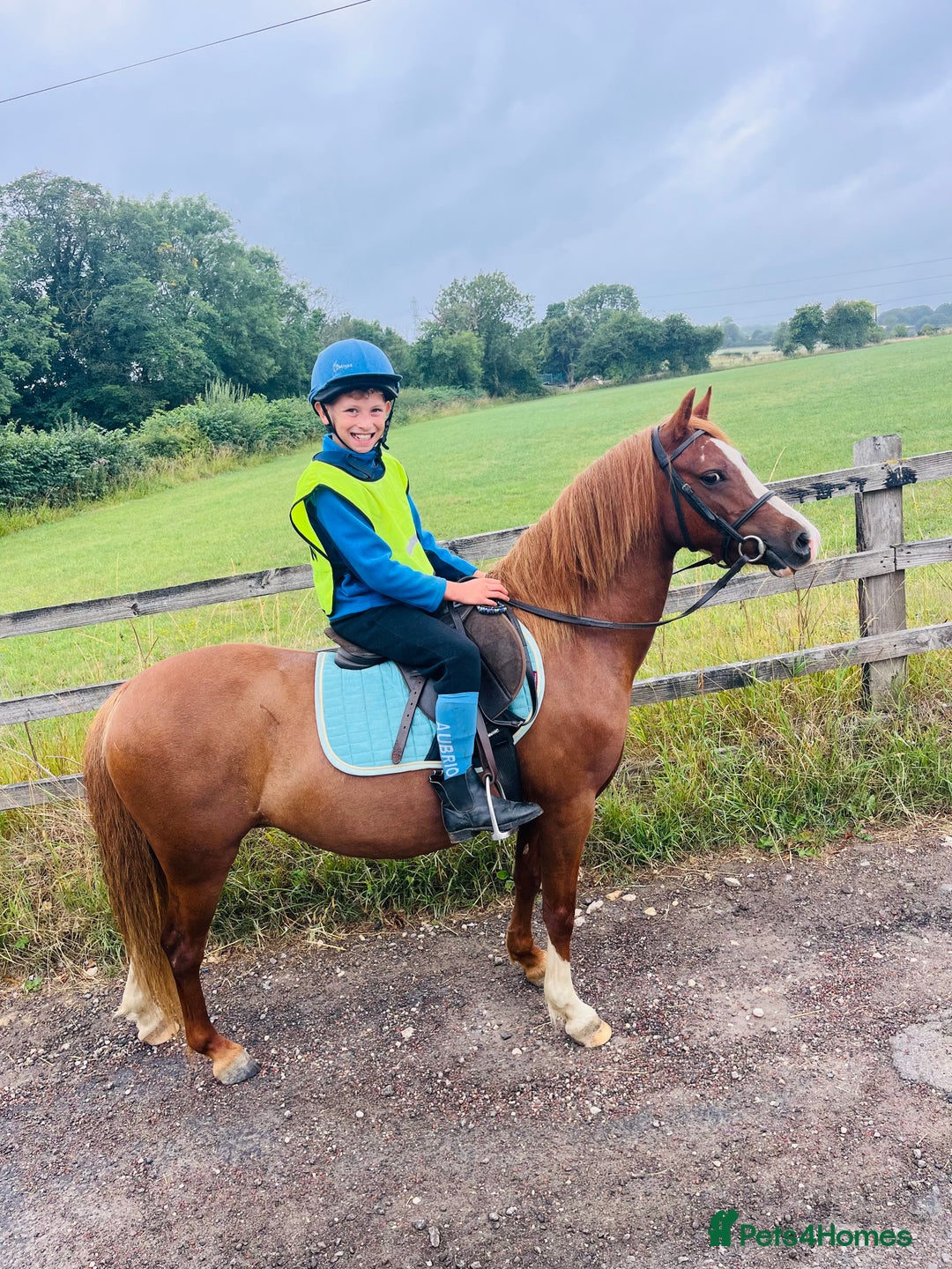 Welsh Section A horses for sale: Beautiful Welsh sec a mare pony club/family pony - Image 1