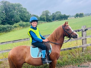 Welsh Section A horses - Advert 6