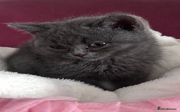 British Shorthair cats for sale: 🐾 Blue British Shorthair Kittens  🐾 - Image 2