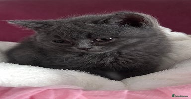 British Shorthair cats - Advert 10