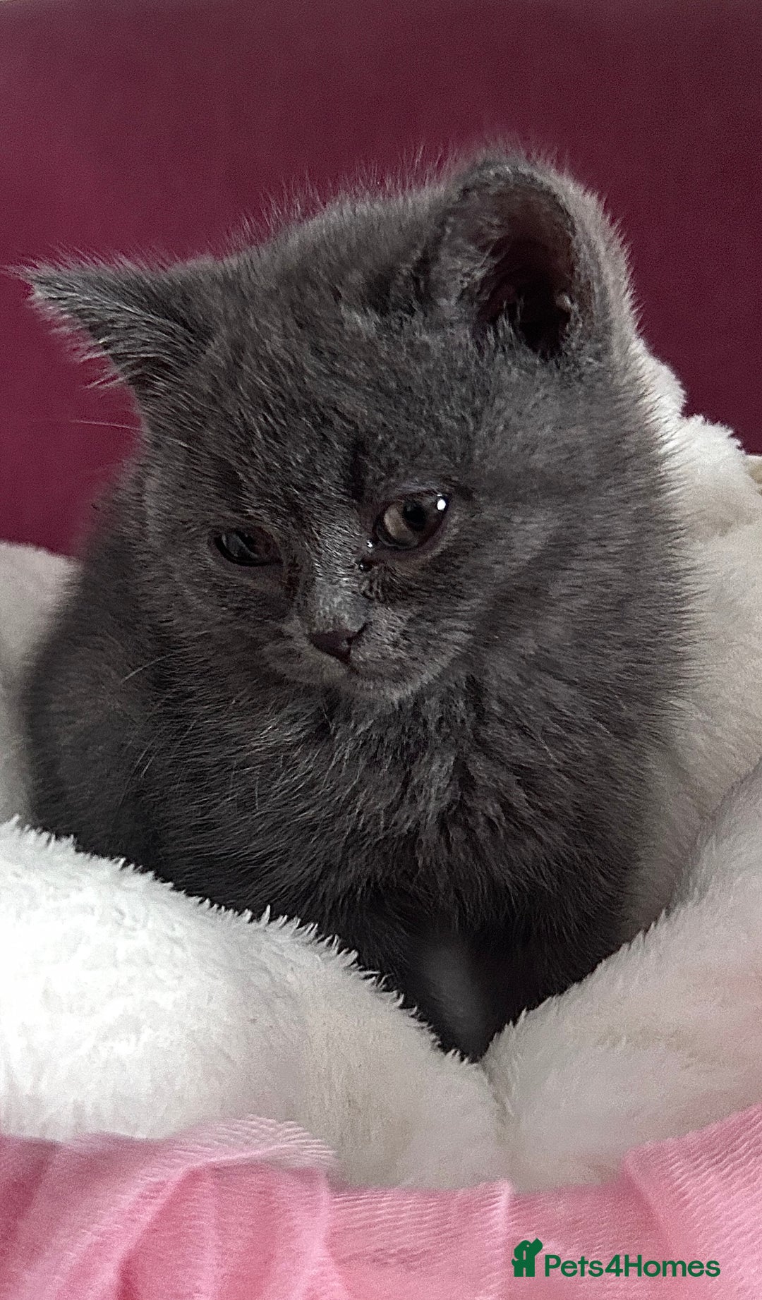 British Shorthair cats for sale: 🐾 Blue British Shorthair Kittens  🐾 - Image 2