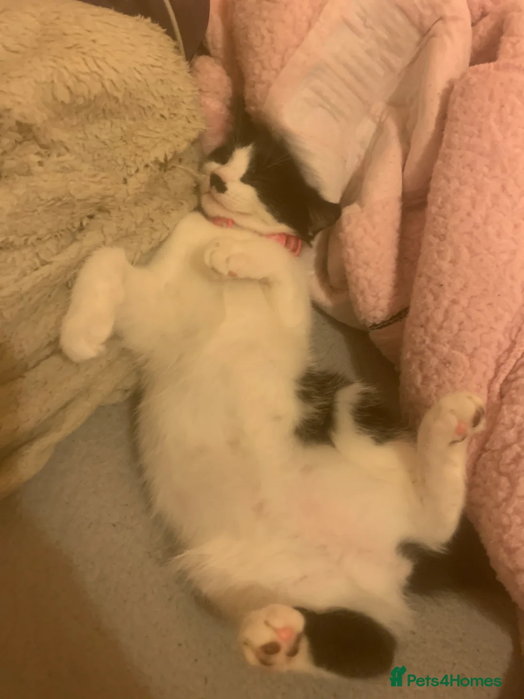 Mixed Breed cats for sale: Cute cat  - Advert 4