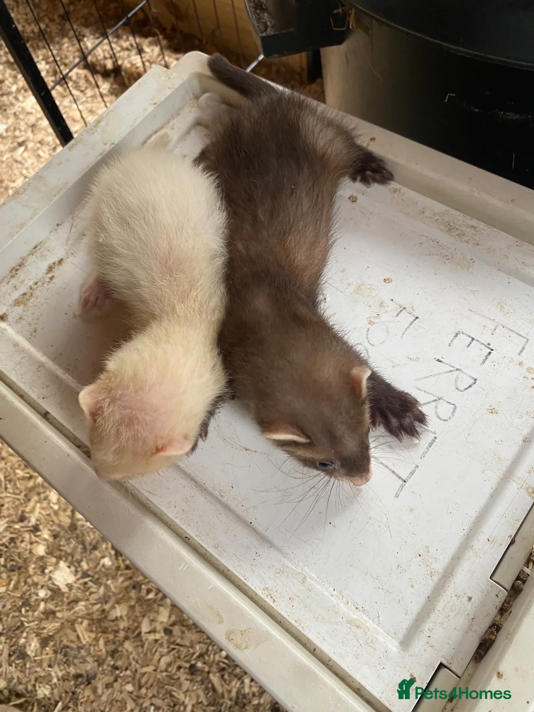 Ferret rodents for sale: Baby Male ferrets  - Advert 2