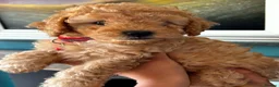 Cockapoo dogs for sale: Beautiful F2b cockapoo puppies in Leeds - Advert 15