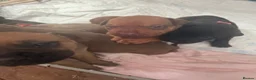 Mixed Breed dogs for sale: Cane corso cross pups for sale  in Airdrie - Advert 31