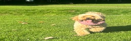 Cockapoo dogs for sale: 🎀 FLUFFY COCKAPOO PUPPIES - LAST TWO REMAINING🎀 - Advert 4